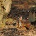 Red Squirrel_3 100208
